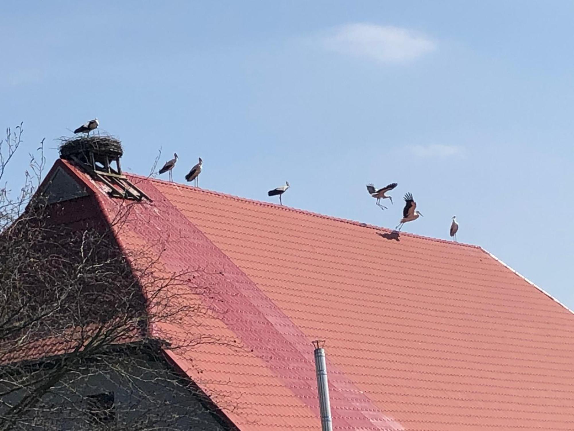 Storchenhof Appartement Eutin Buitenkant foto